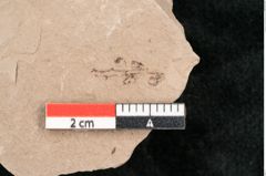 Foto (Detailansicht) von Taxodium distichum miocenicum Heer (NHMW-GEO-2024-0188-6403)
